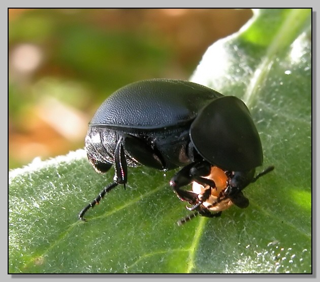 Cychrus italicus e Ablattaria laevigata